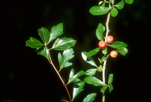 Mayhaw berries